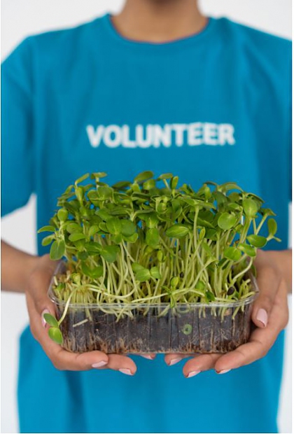 Person in blue t shirt with wording volunteer in white, holding box of small plants