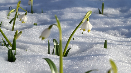 Snowdrops pushing up through snow